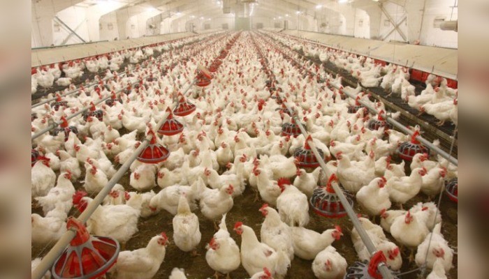 young nigerian agropreneurs