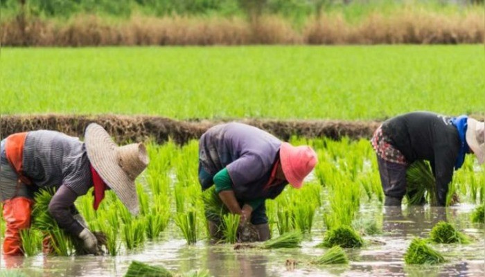 Rice production in Nigeria