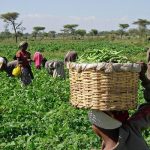 WACOT gets €1.26m grant to empower 3,500 sesame farmers