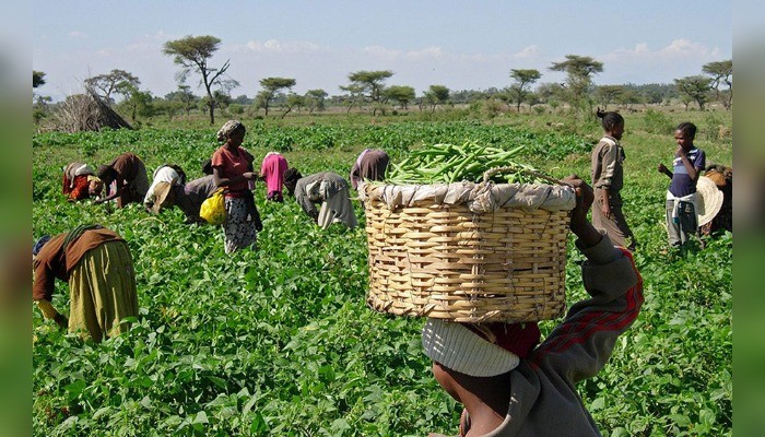 WACOT gets €1.26m grant to empower 3,500 sesame farmers