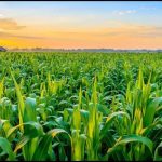 Nigeria must fund Agric institutes
