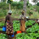 sustainable agriculture