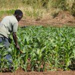IITA, YIIFSWA train farmers on areoponics technology to boost production