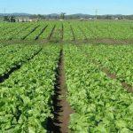 Agricultural investment - The scams & the reality (2)