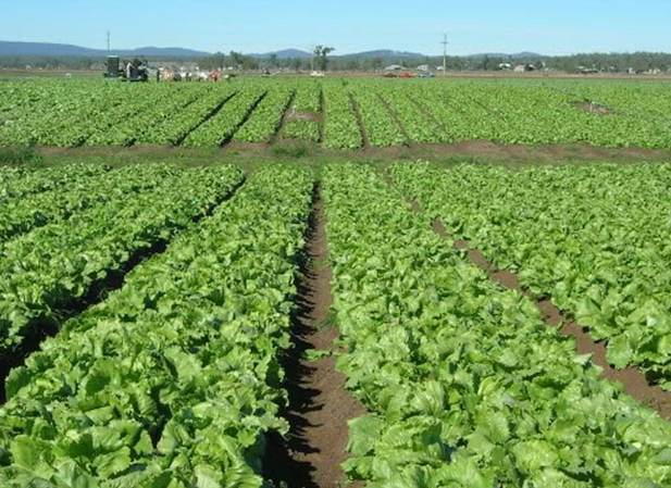 Agricultural investment - The scams & the reality (2)