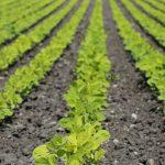 Agbeyewa secures Matna Foods in landmark multi-billion Naira acquisition deal