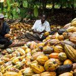 Cocoa farmers