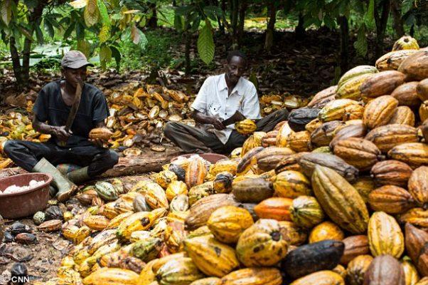 Cocoa farmers