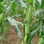 Agric investment opportunities on Nigerian Agritech platforms (August)