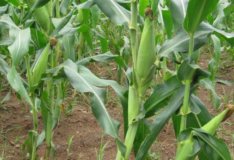 Agric investment opportunities on Nigerian Agritech platforms (August)