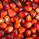 Weaker palm oil prices crimp Presco, Okomu H1 earnings