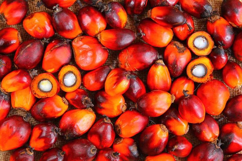Weaker palm oil prices crimp Presco, Okomu H1 earnings