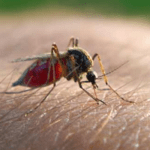 malaria