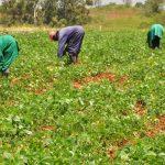 Kogi farmers get N58.5m from Anchor Borrowers Program