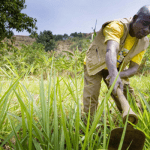 agriculture sector