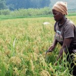 IITA, ILRI, NBMA partner Agrobusiness Times on conference for research, innovations in agriculture