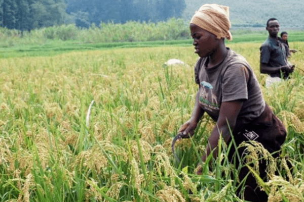 IITA, ILRI, NBMA partner Agrobusiness Times on conference for research, innovations in agriculture