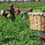 OCP, IRC collaborate to support displaced farmers in Adamawa
