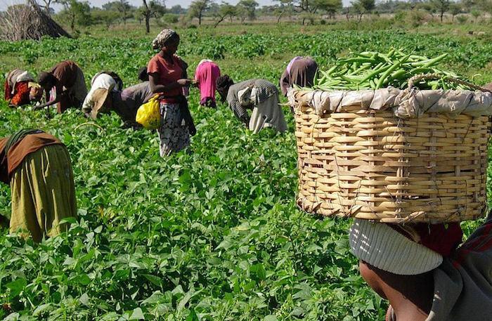 OCP, IRC collaborate to support displaced farmers in Adamawa