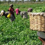 Farmers on a farmland