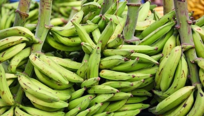 Bunch of Plantain