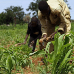 How FG agencies work at cross-purposes in agric promotion