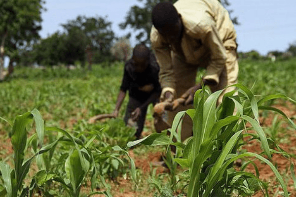 How FG agencies work at cross-purposes in agric promotion