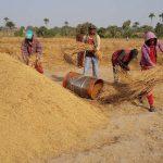 In Kwara, abundance of paddy rice but scarce mills