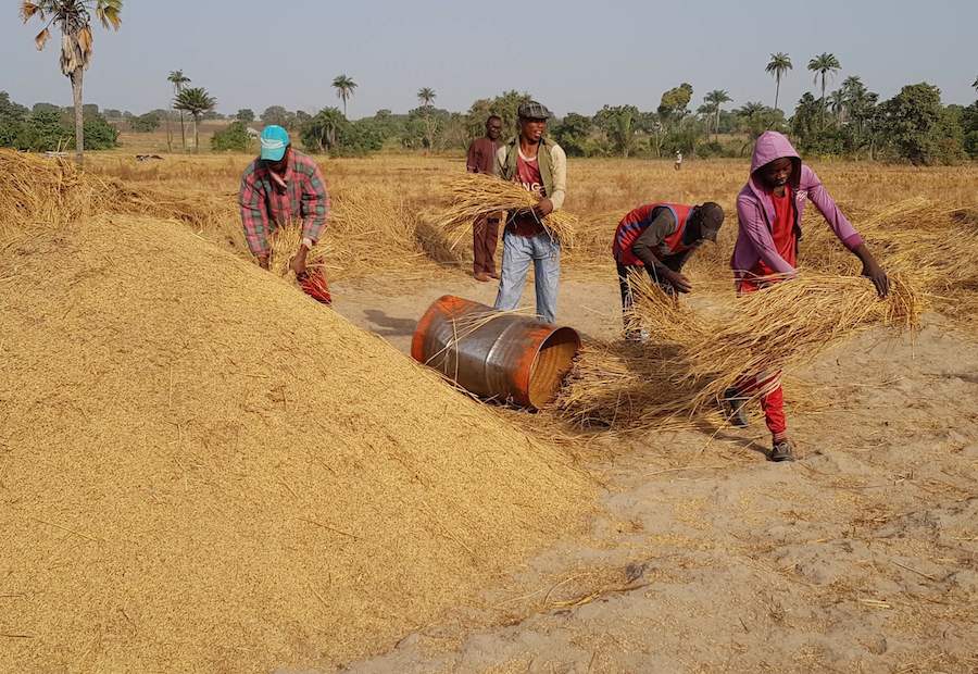 In Kwara, abundance of paddy rice but scarce mills