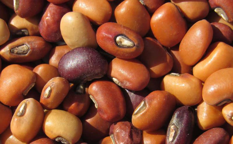 Nigeria approves Pod Borer Resistant Cowpea
