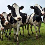 Nigeria to spend N91bn on 10yr National Livestock Transformation Plan