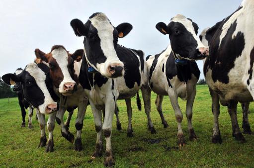 Nigeria to spend N91bn on 10yr National Livestock Transformation Plan