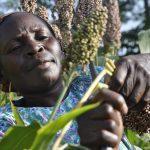 We've catalysed N102bn funding for agri-financiing since 2016- NIRSAL