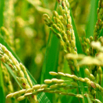 Nigeria’s agriculture @ 59 years