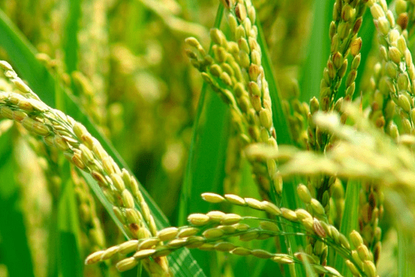 Nigeria’s agriculture @ 59 years