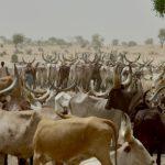 FG blames ECOWAS protocol for herders-farmers clashes