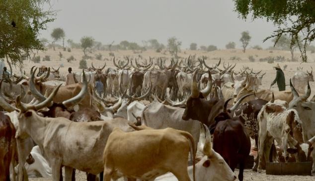 FG blames ECOWAS protocol for herders-farmers clashes