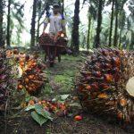 palm oil