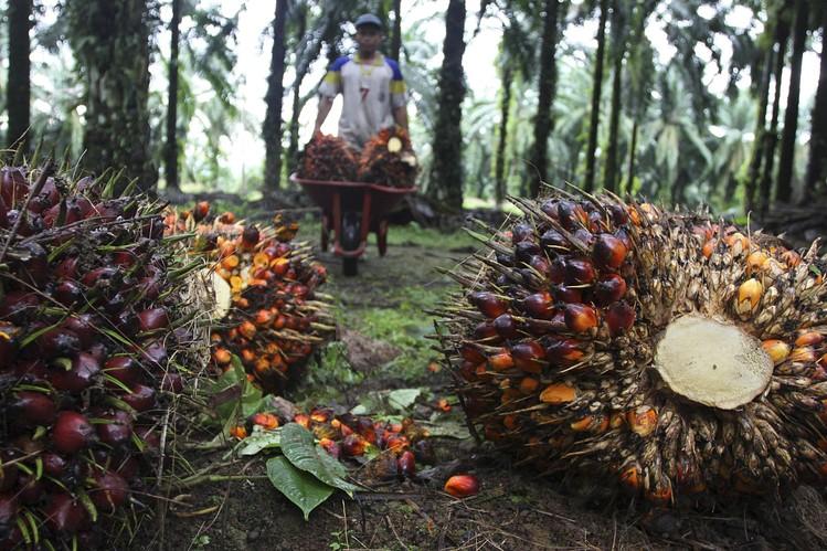 palm oil