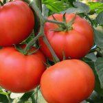 Fixing tomato value chain could reverse N72bn losses (1)