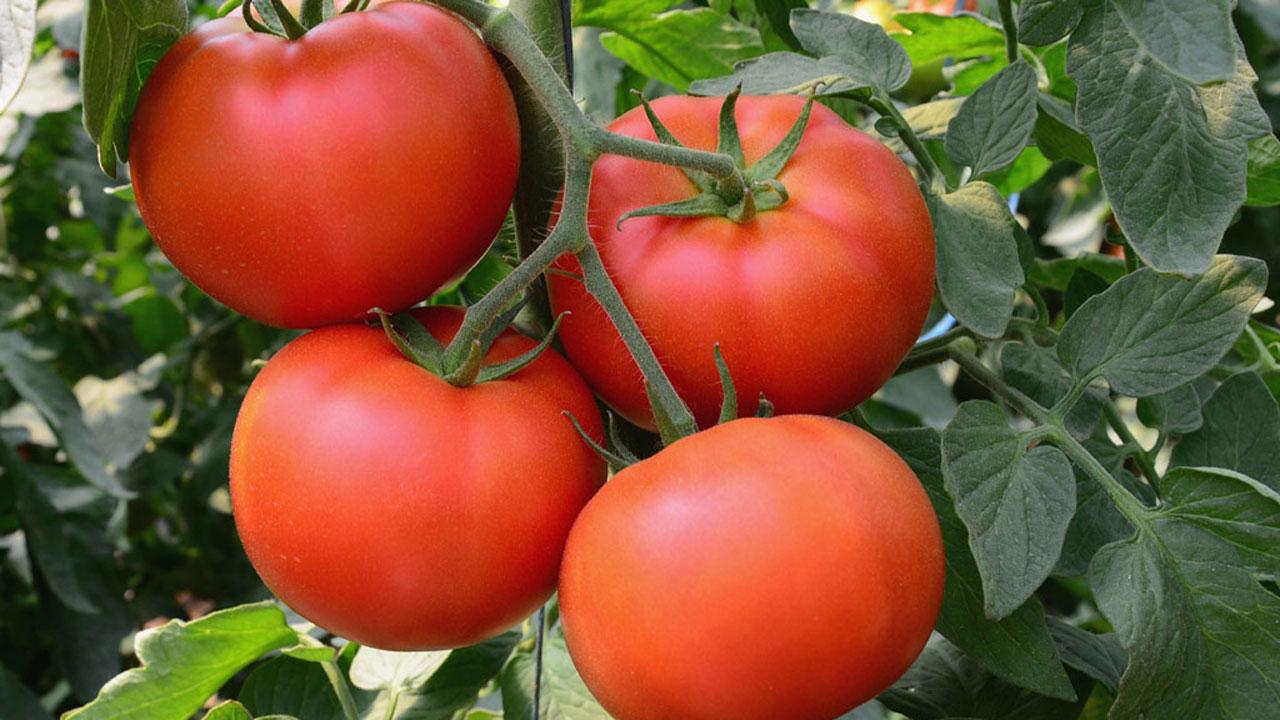 Fixing tomato value chain could reverse N72bn losses (1)