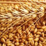 How Agric Ministry’s shoddy management of N8.85bn frustrates wheat production