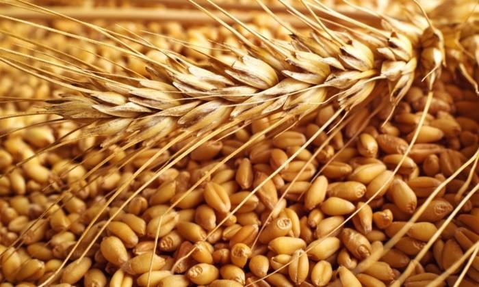 How Agric Ministry’s shoddy management of N8.85bn frustrates wheat production