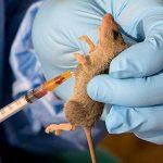 Lassa Fever