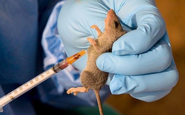 Lassa Fever