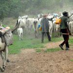 Fulani headers now to rear cattle with ID card in Ebonyi