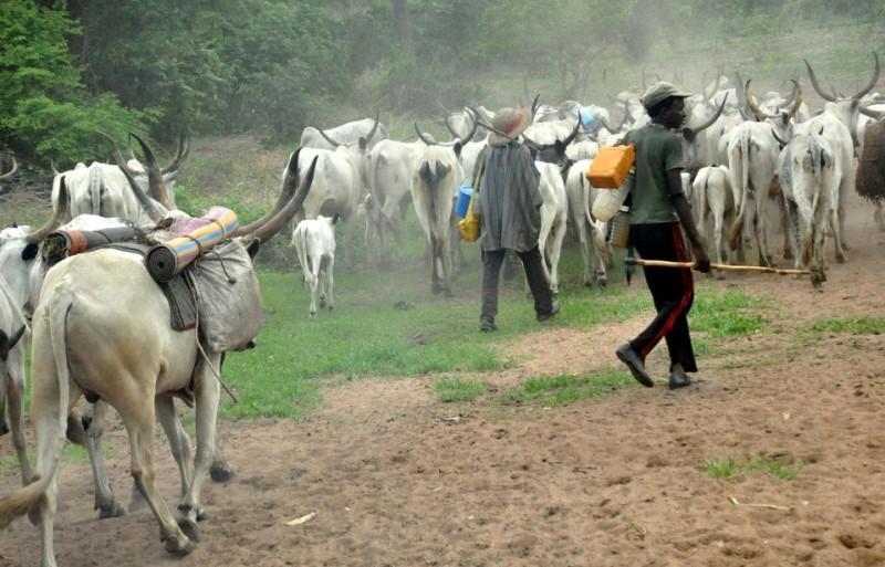 Fulani headers now to rear cattle with ID card in Ebonyi