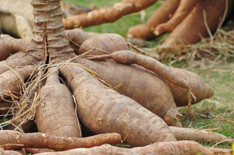Nigeria’s cassava potential stuck in low innovation, poor financing