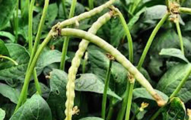 Cowpea