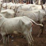Innovation gaps in livestock production create investment opportunities